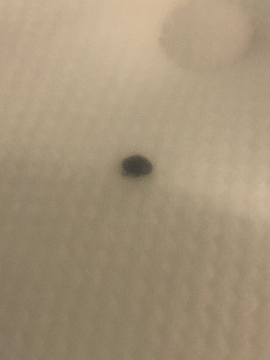ebandesigns's tweet photo. @IKEA I would like immediate assistance. I purchased a queen mattress and when I unboxed it. I found a bed bug inside the wrapped mattress. Since I had you guys remove my old mattress. I don’t have a mattress to sleep on. I’ve been hold forever! https://t.co/yNig5WpgUc