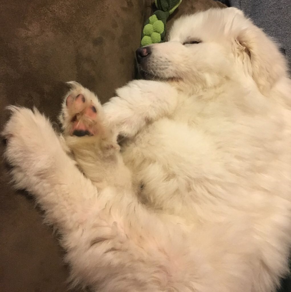 nocody0's tweet photo. Atlas turned 4 yesterday and I have been reflecting on what I’ve learned and had the thought “wow if I saw me about to adopt atlas I probably would’ve stopped me.”

‘Why? I thought you loved your him!?’

Let me explain

(I spent a lot of time on this if you can’t tell) https://t.co/ZNRI8w8NXA