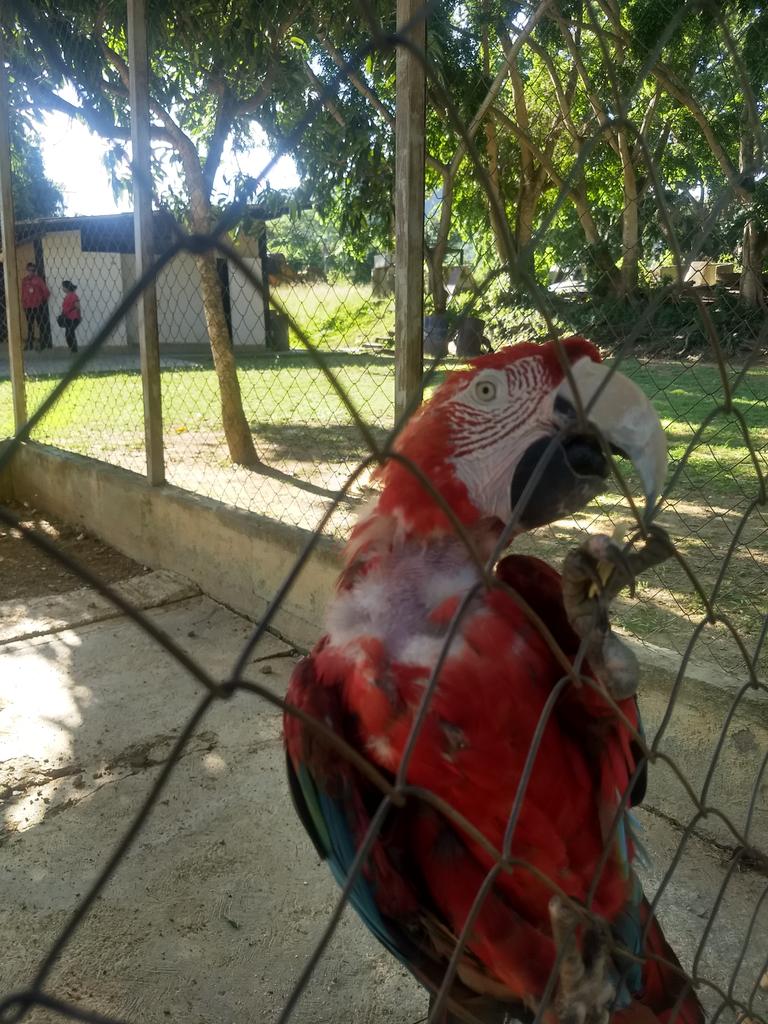 serialdrummer's tweet photo. Hoy tras la pérdida de un familiar estuve en el cementerio de Charallave, además de estar muy triste por la perdida, me fui preocupado por estas guacamayas en cautiverio, sin comida ni agua... Buscando comida en las piedras, la verdad muy triste https://t.co/X7e98NX6YN