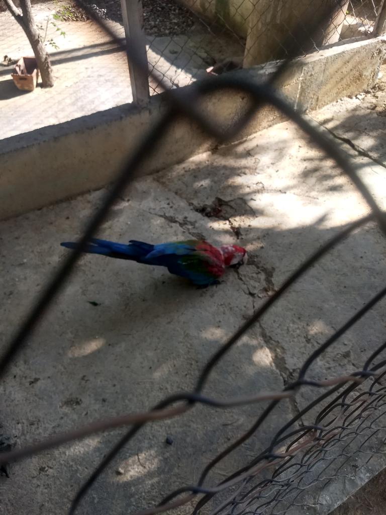 serialdrummer's tweet photo. Hoy tras la pérdida de un familiar estuve en el cementerio de Charallave, además de estar muy triste por la perdida, me fui preocupado por estas guacamayas en cautiverio, sin comida ni agua... Buscando comida en las piedras, la verdad muy triste https://t.co/X7e98NX6YN