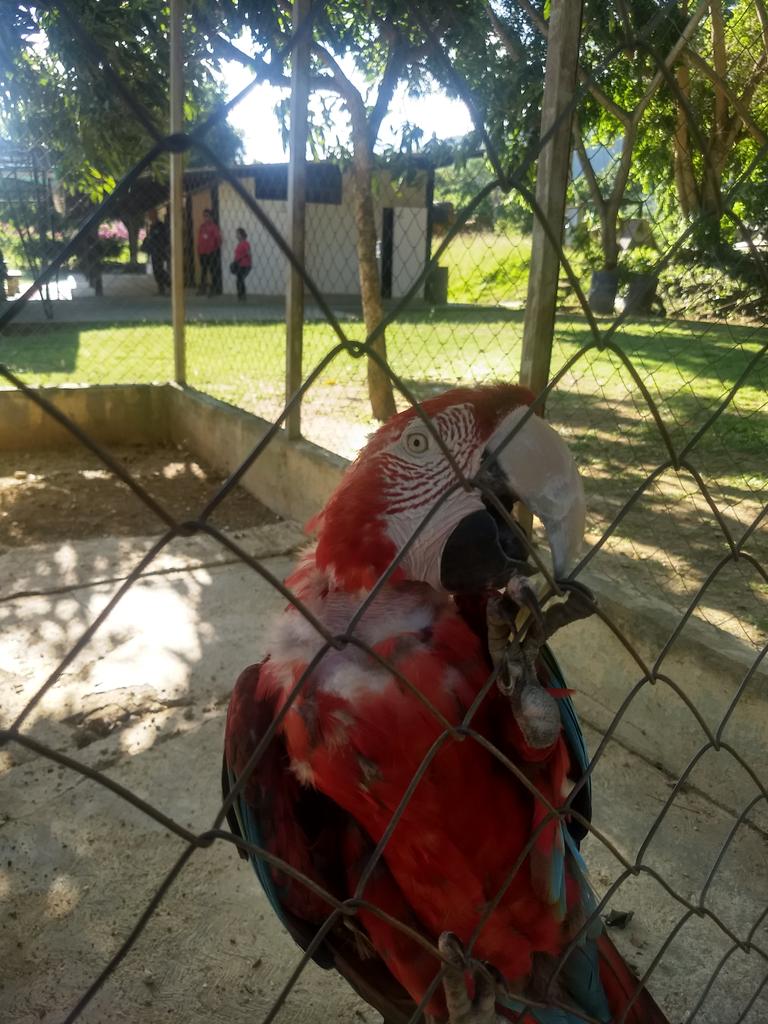 serialdrummer's tweet photo. Hoy tras la pérdida de un familiar estuve en el cementerio de Charallave, además de estar muy triste por la perdida, me fui preocupado por estas guacamayas en cautiverio, sin comida ni agua... Buscando comida en las piedras, la verdad muy triste https://t.co/X7e98NX6YN