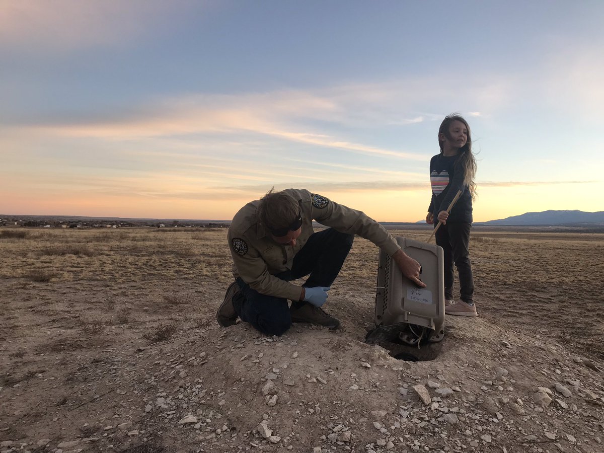 CPW_SE's tweet photo. CPW Conservation Biologist Ed Schmal and his daughter release the last of 14 endangered black-footed ferrets today near Pueblo West. https://t.co/7fYE82nnG6