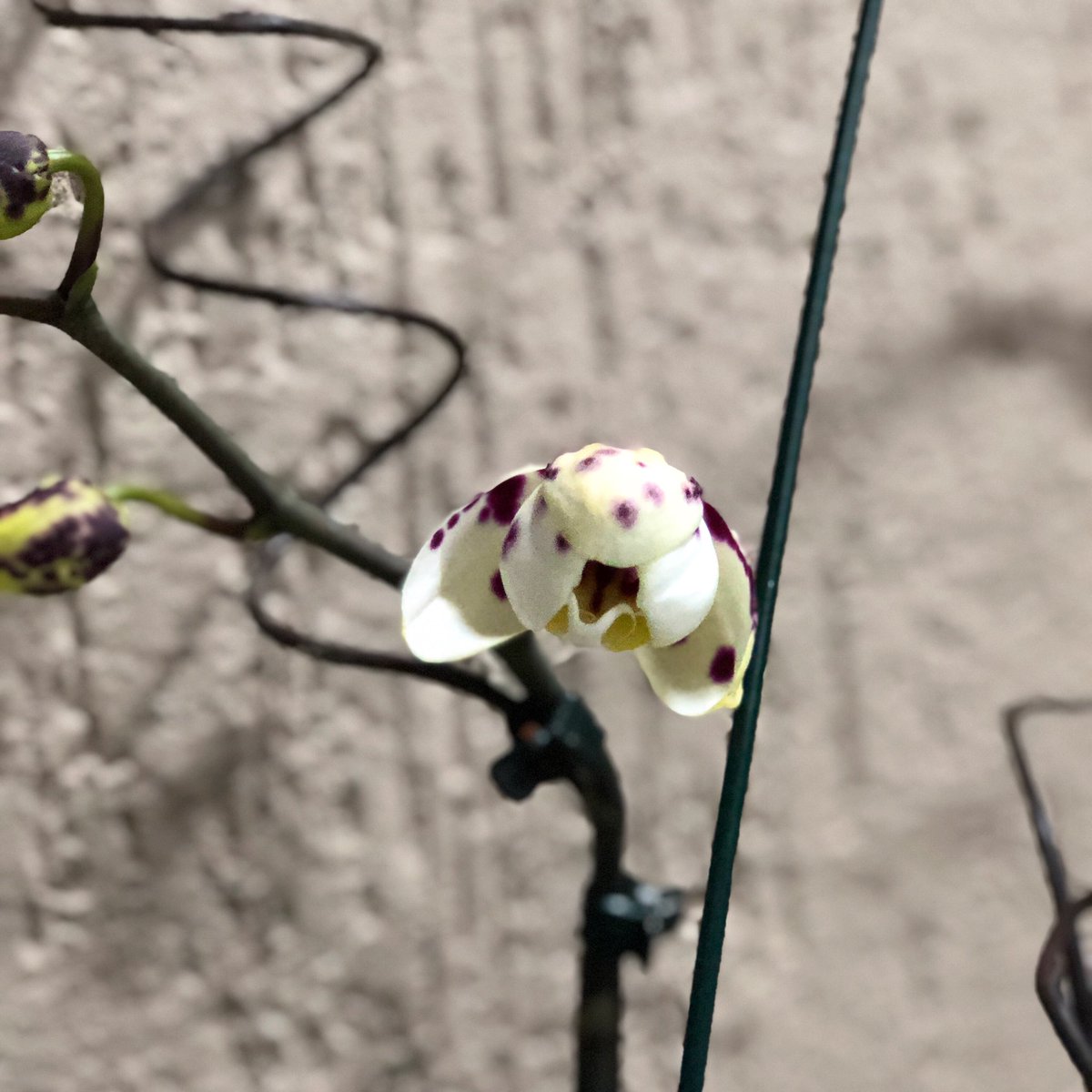 camila_pfs's tweet photo. A alegria de ver a minha primeira orquídea abrindo! 🌷🥰
#orquidea #flor #flores #meusbebes #donadecasa #japossocasar #sonhorealizado https://t.co/5uKnV1IuEU