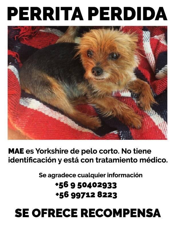 YorkshireTChile's tweet photo. #Peñalolen 15-11-19 https://t.co/C3Snwm49PX