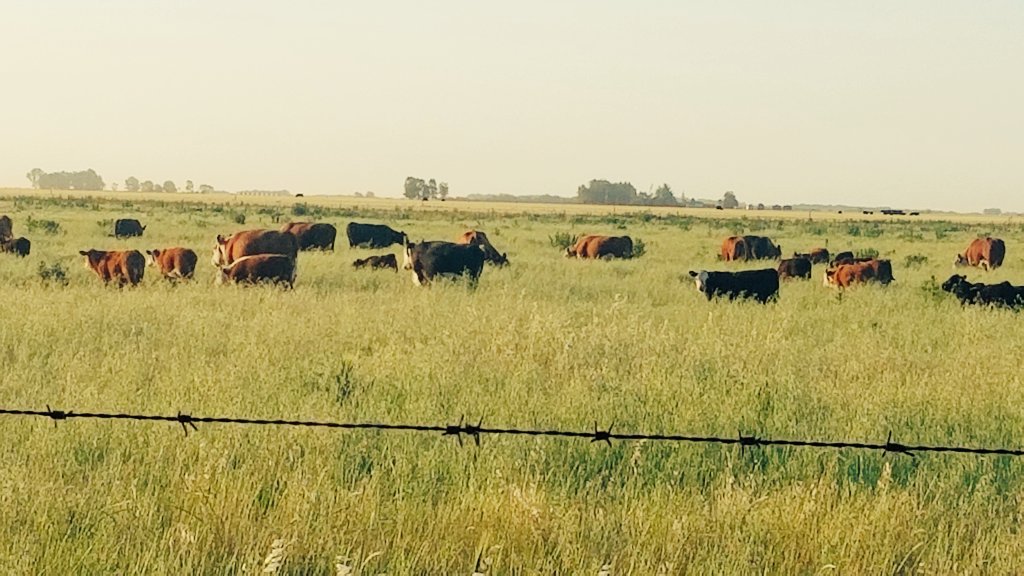 CIMagroarg's tweet photo. #Ganaderia #cria aqui se producen #Carnes y #madres de alta calidad para nuestro pais y el mundo, 100% a pasto. Hablame de cuidar el #MedioAmbiente Gral La Madrid. Pcia Bs As. https://t.co/tIeRCZRkrY