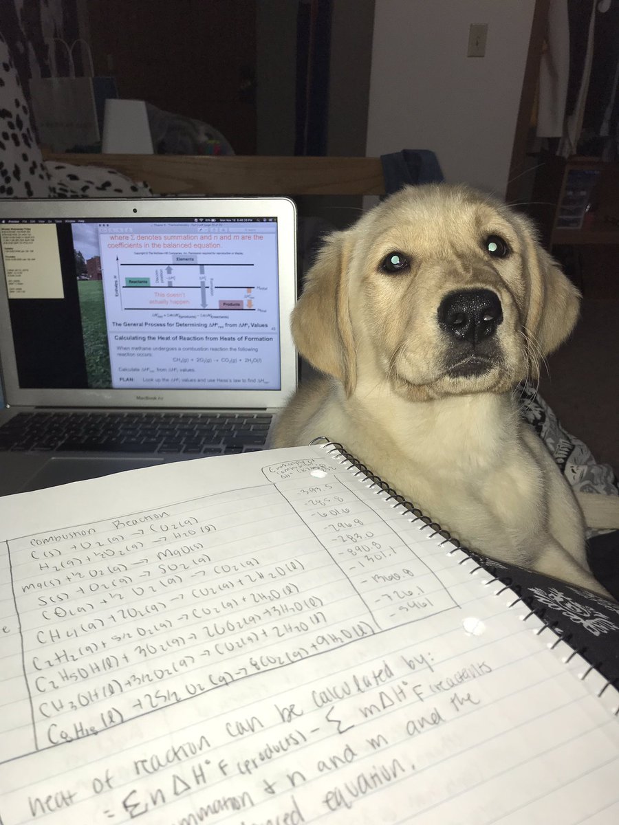 4paws_sitter's tweet photo. gib me. the goggles. i can. chemistry. can do. the science. 🧪 https://t.co/XNwGeXhfDa