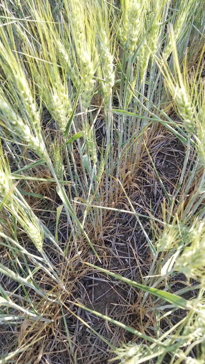 CIMagroarg's tweet photo. Aqui pueden ver un #trigo llenando grano en una de las peores #secas de los ultimos 100 años, sus hojas se acartucharon y ya parecen espinas. 
Media de #lluvias promedio 870mm, año 2019 380mm. https://t.co/OtgmZ3tOSH