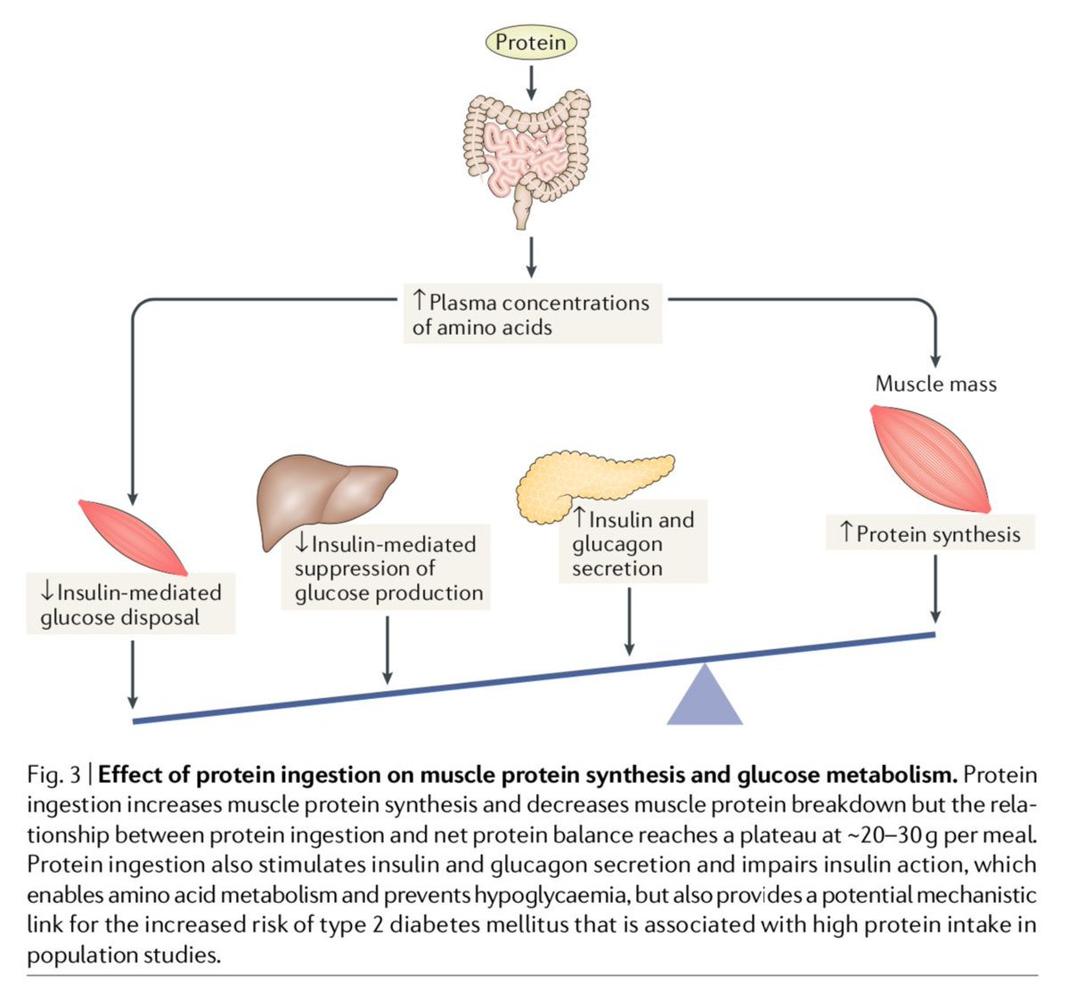 PlantDietitian's tweet photo. Protein is the perfect example that just because something is good doesn't mean more is better.

Incorporating excessive amounts of protein into the diet could have adverse effects on insulin action and increase the risk of developing type 2 diabetes: https://t.co/fAOX0oRGHu https://t.co/RUMrmRPk5R