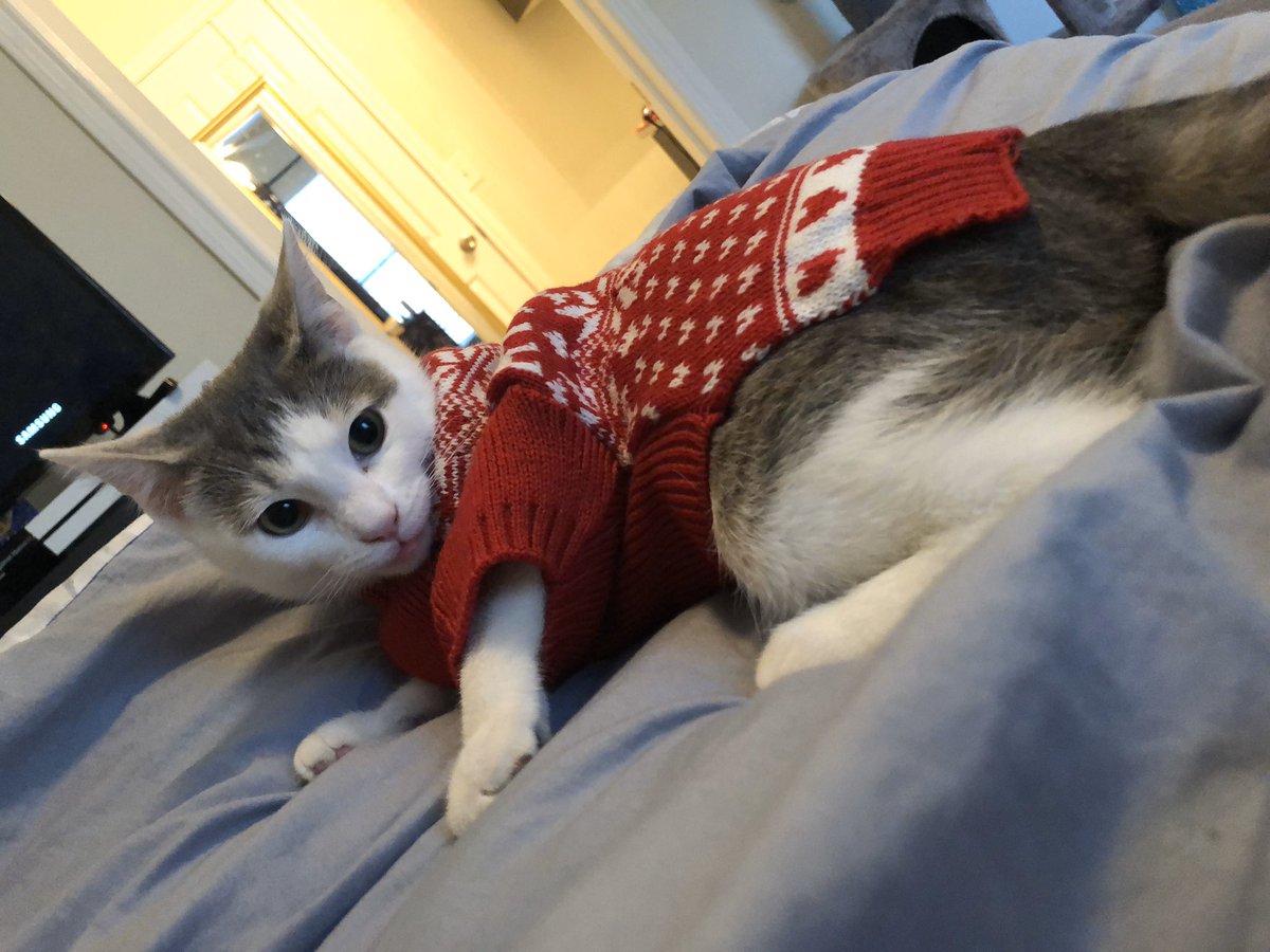 grace_calhoun_'s tweet photo. @Merrifield_TNHS weren’t you the one that loved it when people put their pets in clothes? https://t.co/QIxlLgy8xz
