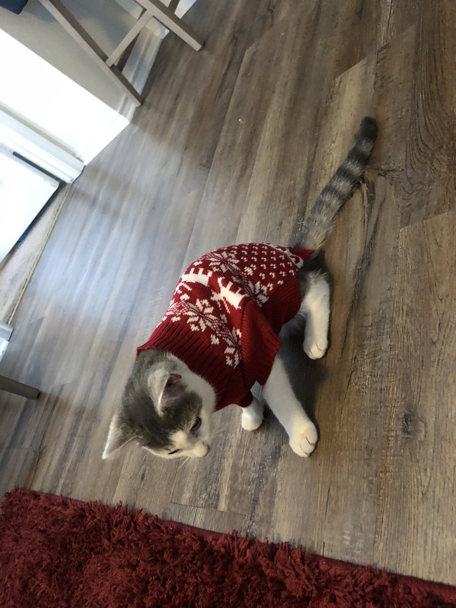grace_calhoun_'s tweet photo. @Merrifield_TNHS weren’t you the one that loved it when people put their pets in clothes? https://t.co/QIxlLgy8xz