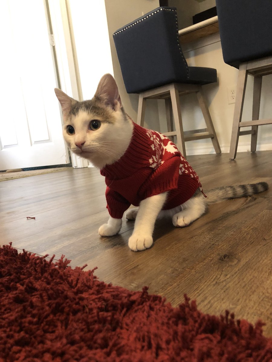 grace_calhoun_'s tweet photo. @Merrifield_TNHS weren’t you the one that loved it when people put their pets in clothes? https://t.co/QIxlLgy8xz