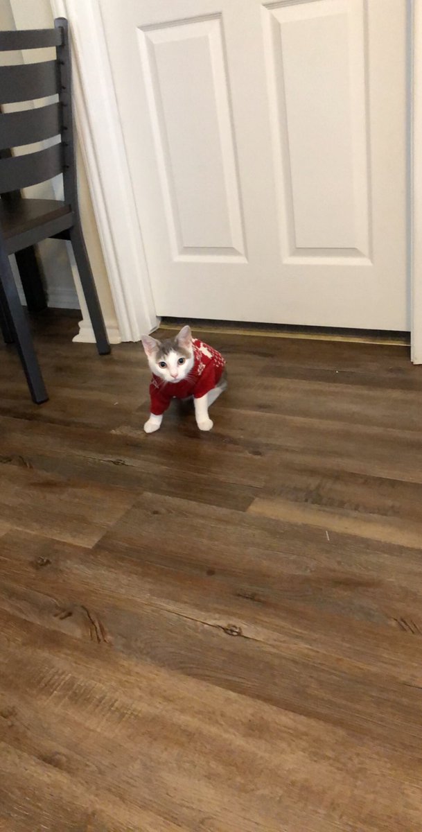 grace_calhoun_'s tweet photo. @Merrifield_TNHS weren’t you the one that loved it when people put their pets in clothes? https://t.co/QIxlLgy8xz