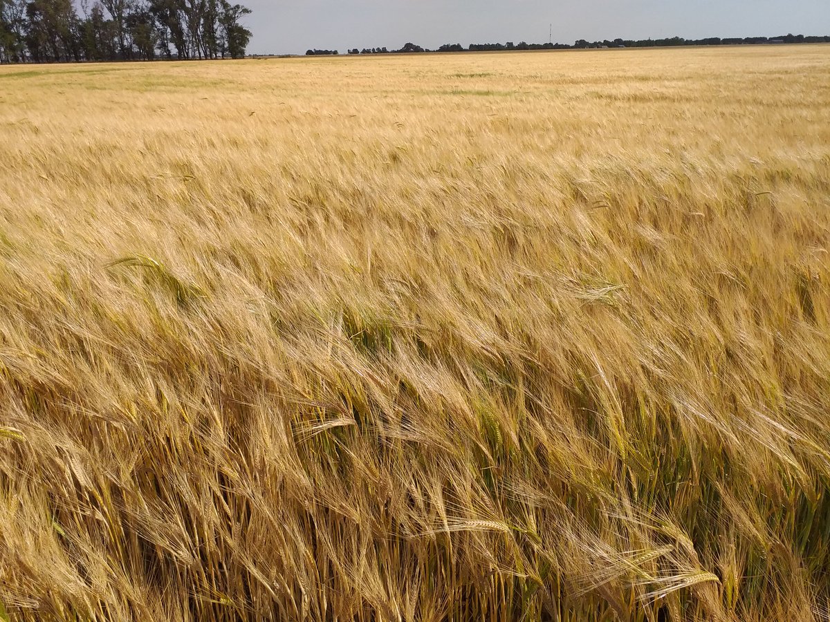 CIMagroarg's tweet photo. Esta #cebada que se produce en los mejores campos del sudoeste de la pcia de Buenos Aires tiene una merma de 50% en su rinde esperado. Tendremos una importante perdida y más impuestos. https://t.co/zXRjjZJIyc