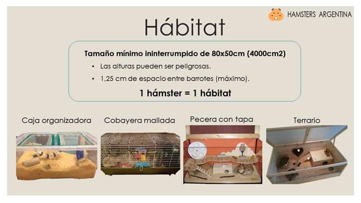 HamstersArg's tweet photo. @BigCarlius ¡Hola! Te invitamos a nuestras páginas para aprender de sus cuidados. https://t.co/3HBAT7KBvi