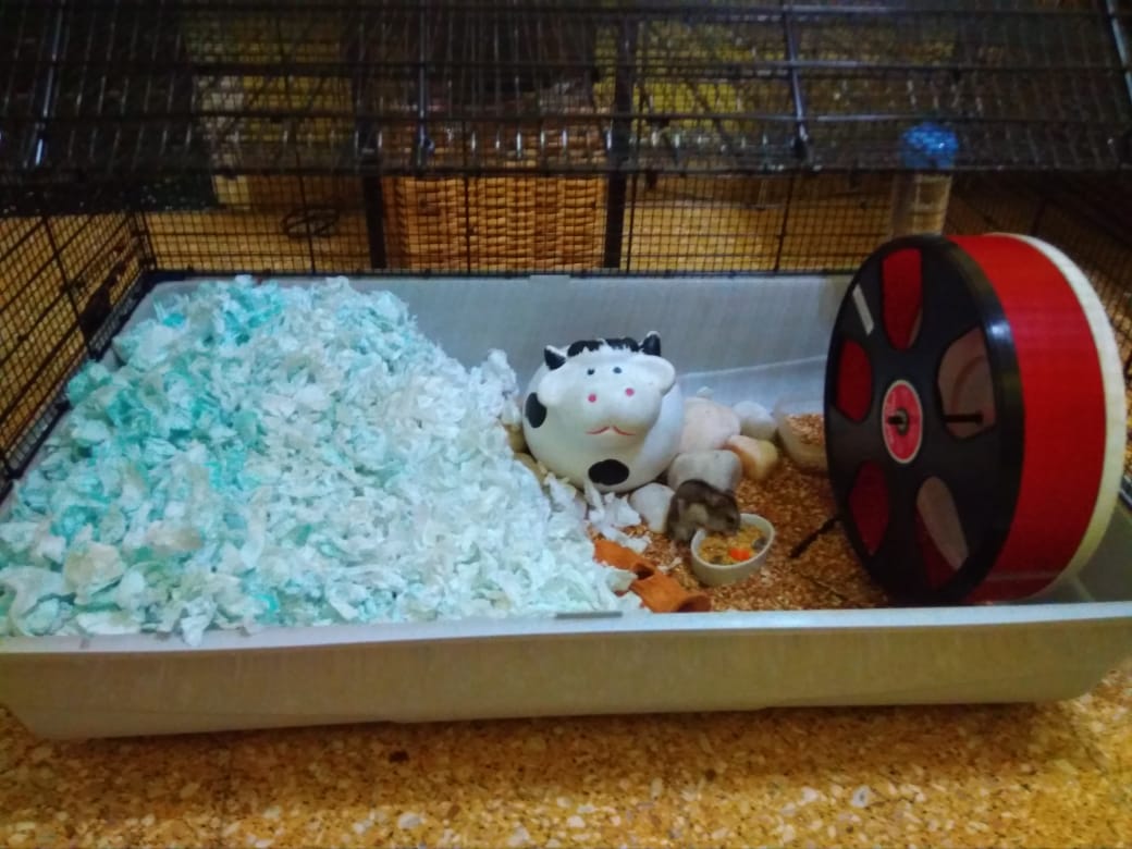 HamstersArg's tweet photo. @BigCarlius ¡Hola! Te invitamos a nuestras páginas para aprender de sus cuidados. https://t.co/3HBAT7KBvi