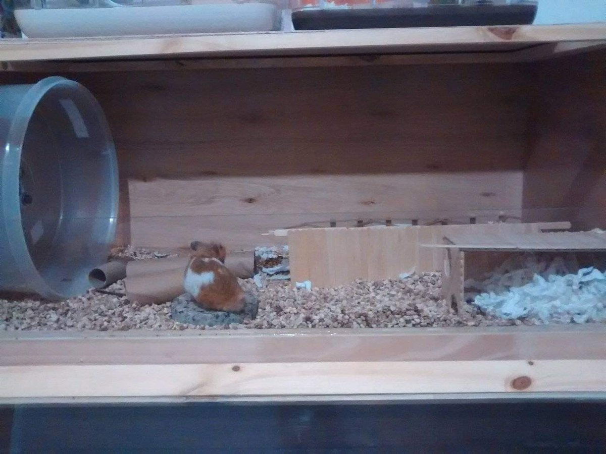 HamstersArg's tweet photo. Algunas de las últimas adopciones
Madonna, Juanita (Andrina), Bondiola (Krilin) y Lotso https://t.co/l48dAGeCHB