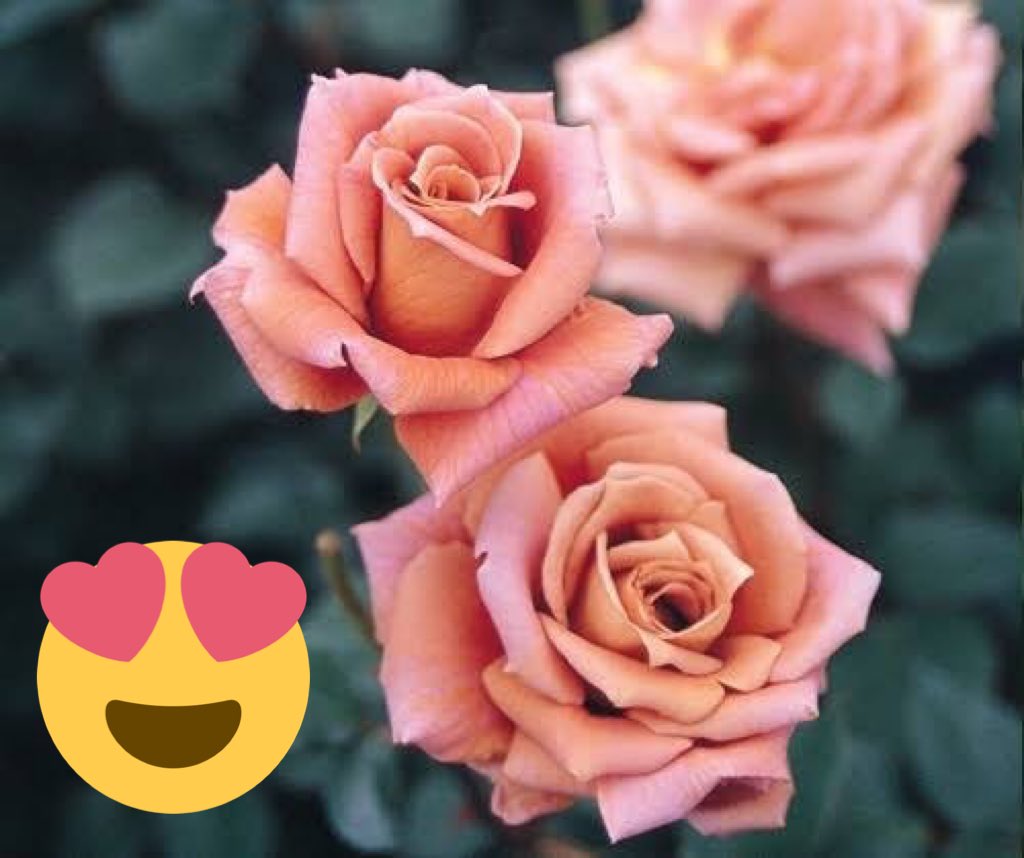 صباح الورود الصافية