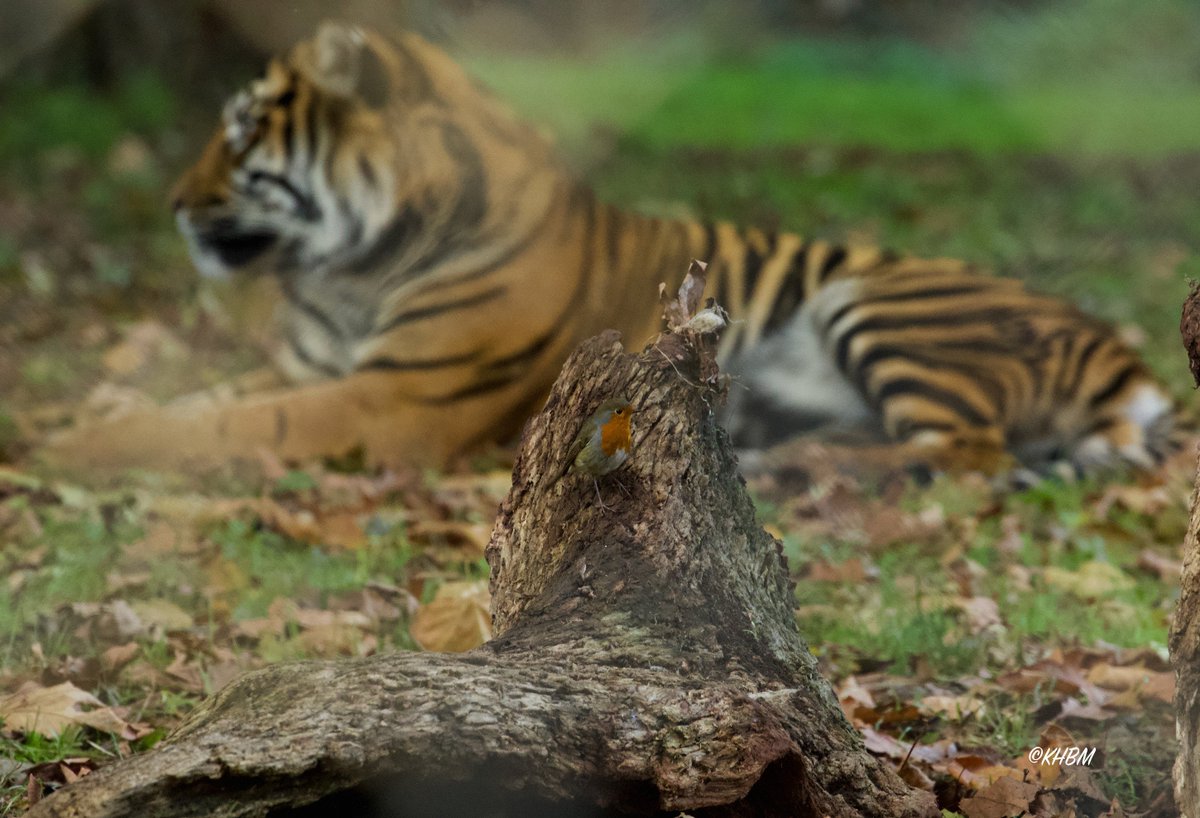 Mararda10's tweet photo. Robin in the tiger enclosure - brave, foolish or indifferent? @PaigntonZoo @Tigers4Ever2010 #Robin #Tiger #TigerEnclosure #Bird #RobinWithTiger #SumatranTiger #Devon #Autumn #November #PaigntonZoo https://t.co/jE4IXbHtc6