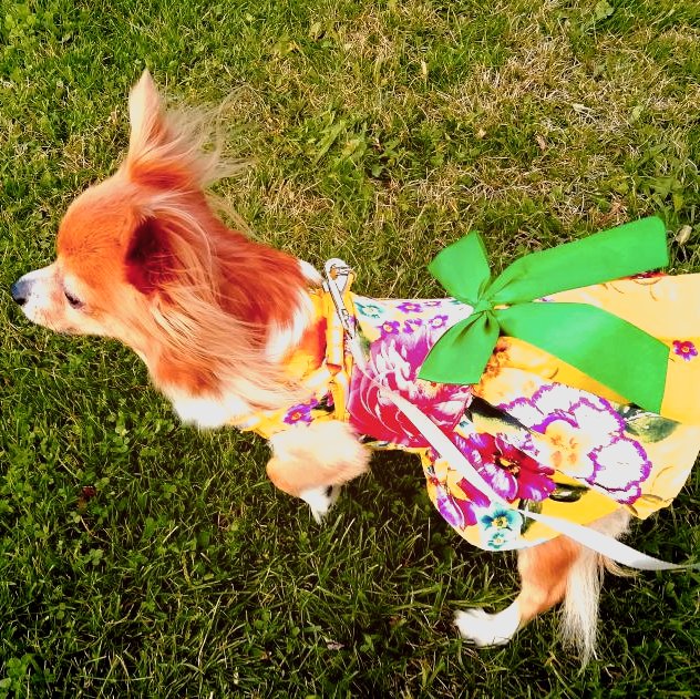 Who's a little princess?
soo.nr/paaL
.
.
.
#dogclothes #doghoodie #tinydog #chihuahuasofinstagram #dogsofinstagram #dogmodel #chihuahualovers #chihuahuapuppy #dogsinclothes #dogstyle #doginfluencer #petinsider #chihuahua #dogfashion #popofcolor #yellowdress #yellow