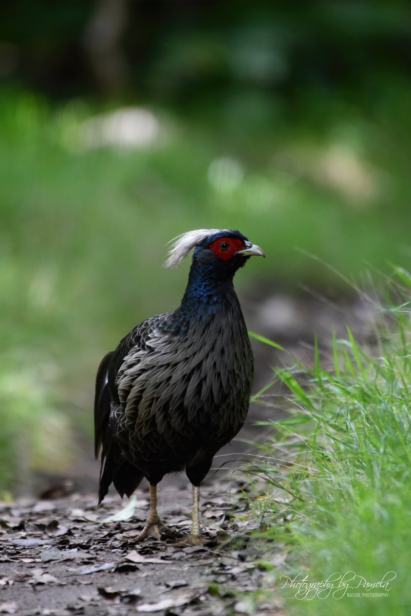 photos96743's tweet image. Male Kalij Pheasant.
#kalijpheasant #hawaiibirds #birdsofhawaii 
#birdsinhawaii #birdsinthewild #wildbirds #birdphotography #wildlife #wildlifephotography #photographybypamela808 #bigisland #hawaii #nature #naturephotography