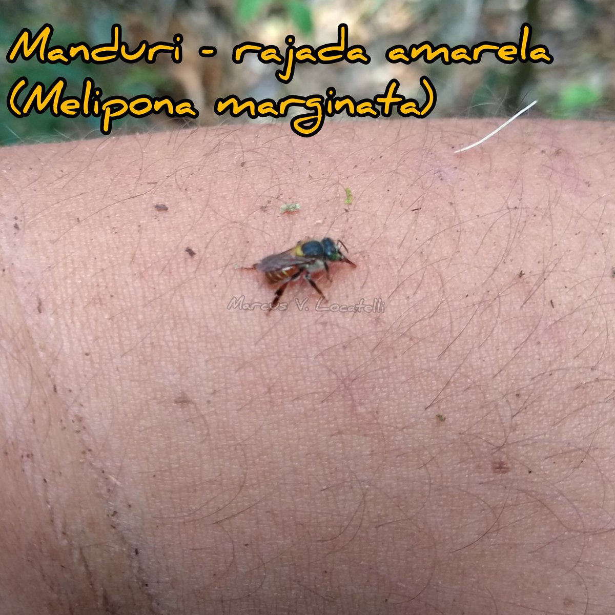 mvlocatelli's tweet photo. Enquanto eu caminhava na mata esta veio lamber sal do suor #abelha #abelhas #asf #bee #beesofinstagram #abelhasnativas #melipona #manduri https://t.co/vqY5Bg6ju4