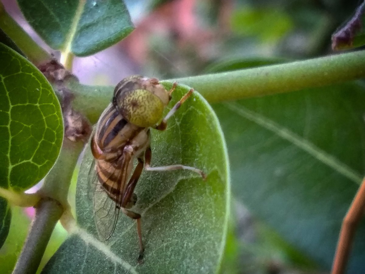 mranshumanrorr's tweet photo. INDIA : A flying insects sitting down on fruit leaves at morning time.

#insects #macro #nature #insect #macrophotography #naturephotography #bugs #insectsofinstagram #world #ants #of #wildlife #butterfly #insectphotography #photography #perfection #our #animals #entomology https://t.co/yHK8JDAqRa