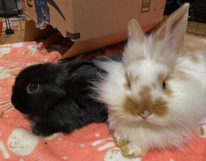 look how cute my babies are !! 🐰💕 https://t.co/VrwyM9oyhF