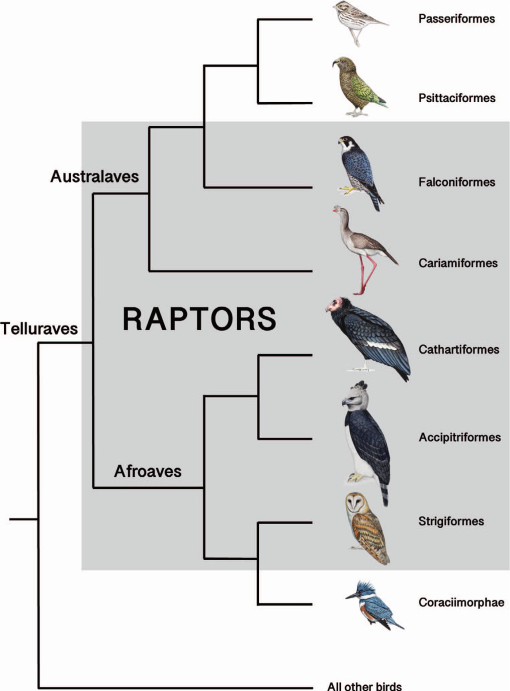 Raptor Research Foundation tweet media