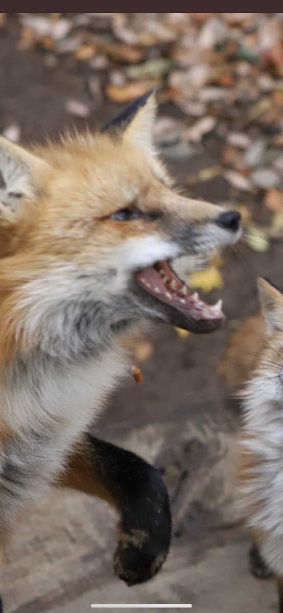 ふえぇぇ あぁぁぁぁぁ 人間みたいな困り顔をするキツネの写真がかわいそうかわいい Togetter ふえぇぇ あぁぁぁぁぁ 人間みたいな困り顔をするキツネの写真がかわいそうかわいい Togetter