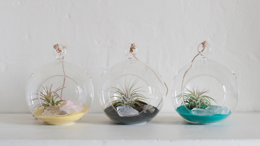 We are loving these Glass Globe Air Plant Terrariums! 
Minimalistic and lovely.

#airplant #epiphyte #airplanter #airplantgifts #uniqueplantgifts #airplantterrarium #plantlady #plantlove #airplantlove #apartmentbotanist #tillandsialover #prismaticgardens
