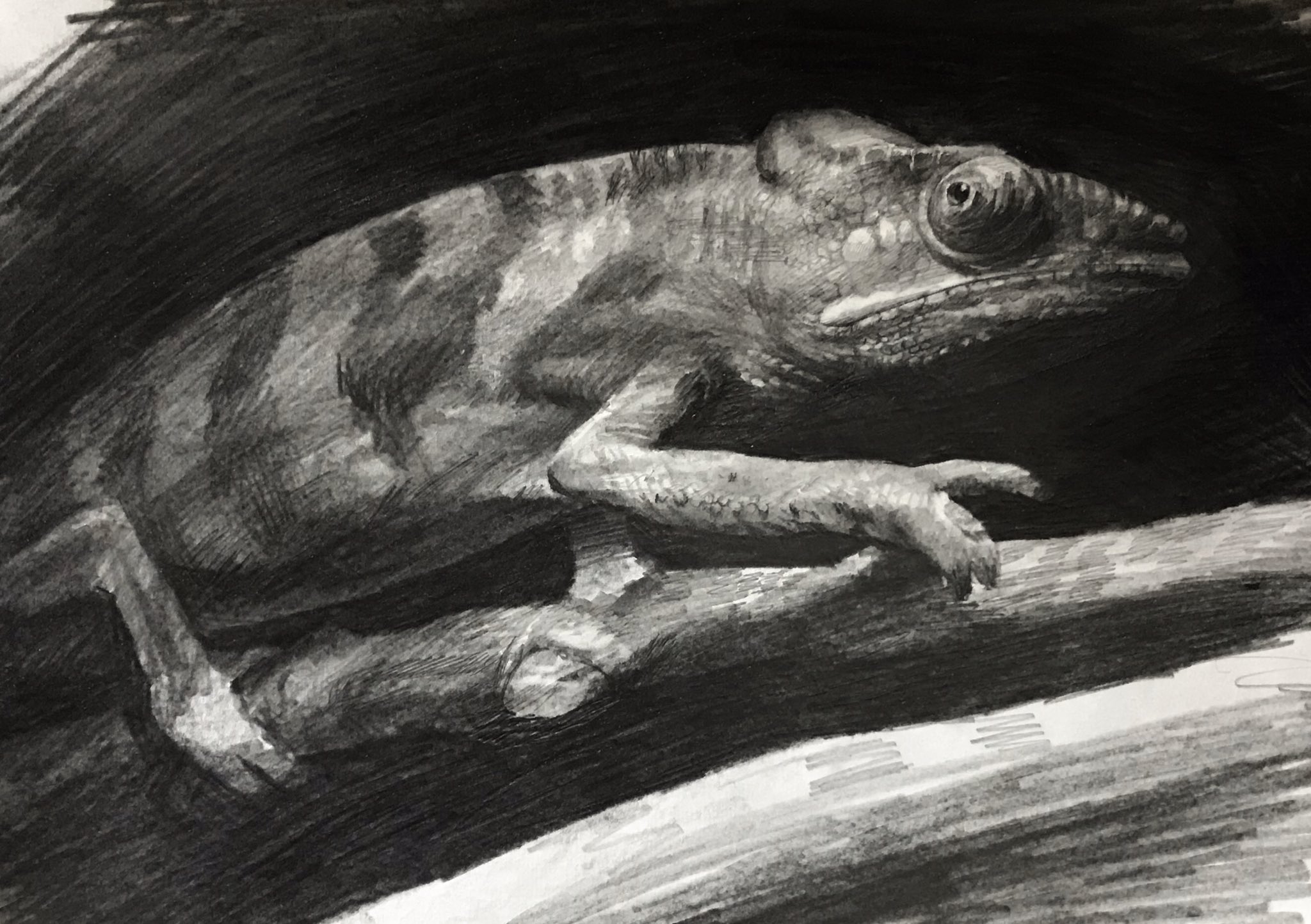 上等な 鉛筆画 カメレオン 絵画 タペストリ Www Indiashopps Com