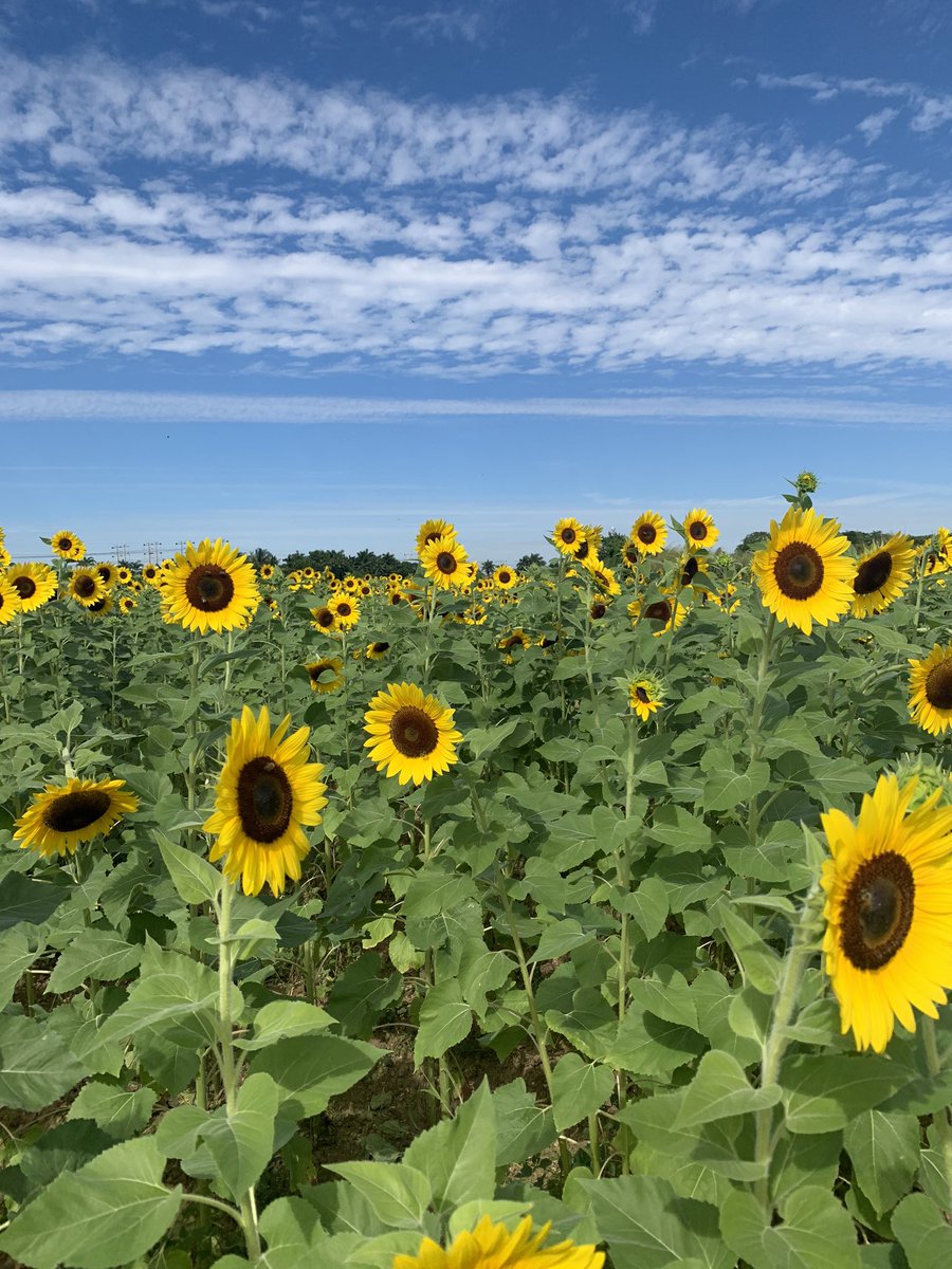 Nicokehead's tweet photo. I went to a sunflower field today it was so cute🌻💛 https://t.co/KXbmY4bne6