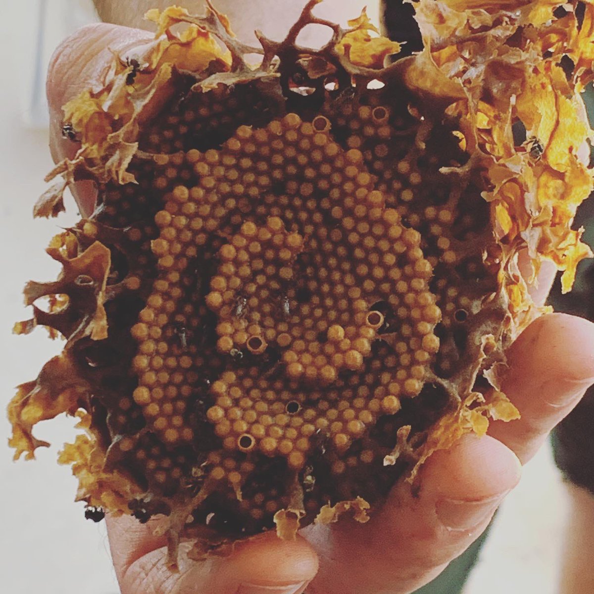 We opened our school hive of #tetragonulacarbonaria (native Aussie bees) to see if we could propagate a second colony. Unfortunately dry conditions = slow pop growth so no-go on the split. BUT how beautiful is the brood comb.