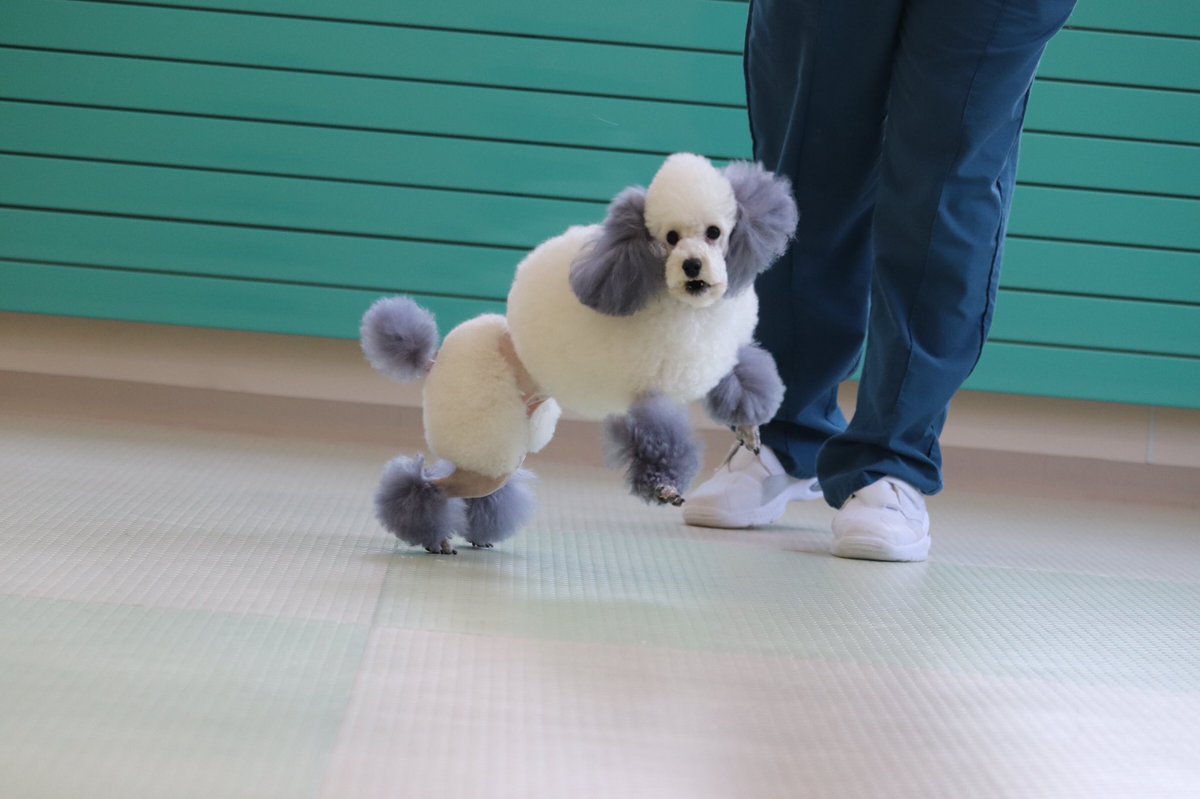 札幌どうぶつ専門学校 Sur Twitter 飛び跳ねる美々ちゃん エスワン動物専門学校 動物専門学校 犬 わんこ ワンコ いぬすたぐらむ わんすたぐらむ どっぐすたぐらむ トイプードル 白トイプードル Dog 美々ちゃん エスワン学校犬 カラーリング 犬 カラー