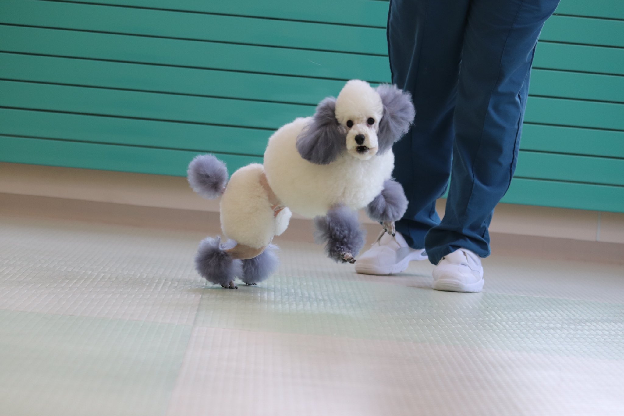 札幌どうぶつ専門学校 飛び跳ねる美々ちゃん エスワン動物専門学校 動物専門学校 犬 わんこ ワンコ いぬすたぐらむ わんすたぐらむ どっぐすたぐらむ トイプードル 白トイプードル Dog 美々ちゃん エスワン学校犬 カラーリング 犬カラー