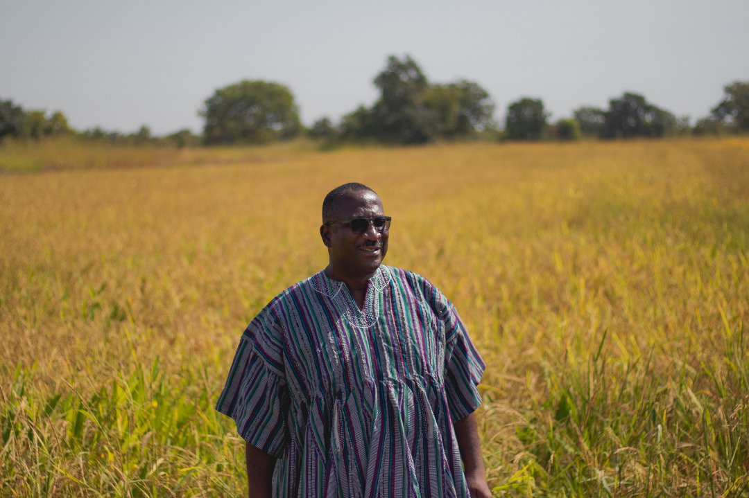 Sammens's tweet photo. The Rice Harvest is due but no one to buy. Buy Ghana Rice to support our farmers. Let's eat what we grow for this is how to build a nation. #GhanaRiceDeyBe https://t.co/e8U1S6RwpF