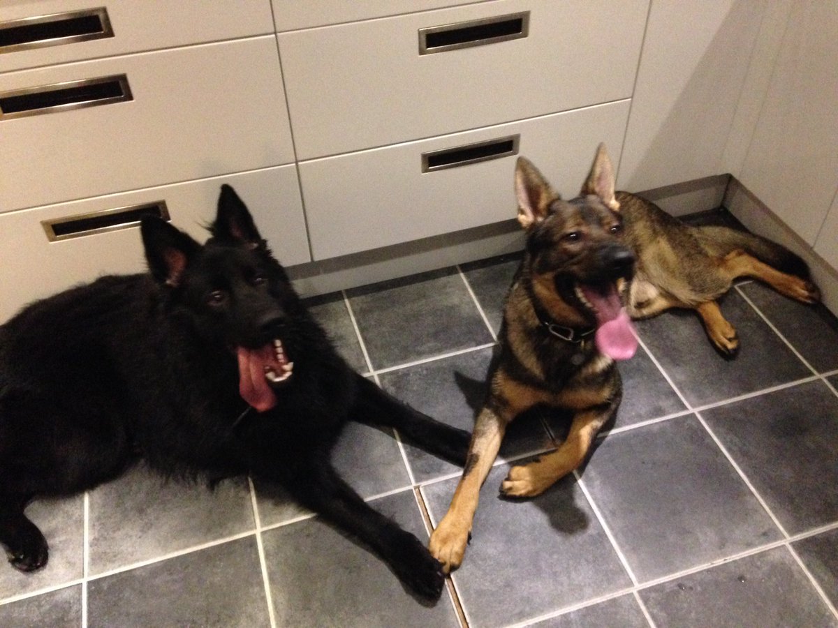 LadyLobby's tweet image. So before I head off to have our first born child today I have to wish our first police pup, the gorgeously handsome, mischievous monkey, PD Buddy (and all of B Litter) a very happy birthday. Loves ya Buds 😘 🐕 🐾 xx @DC_PoliceDogs