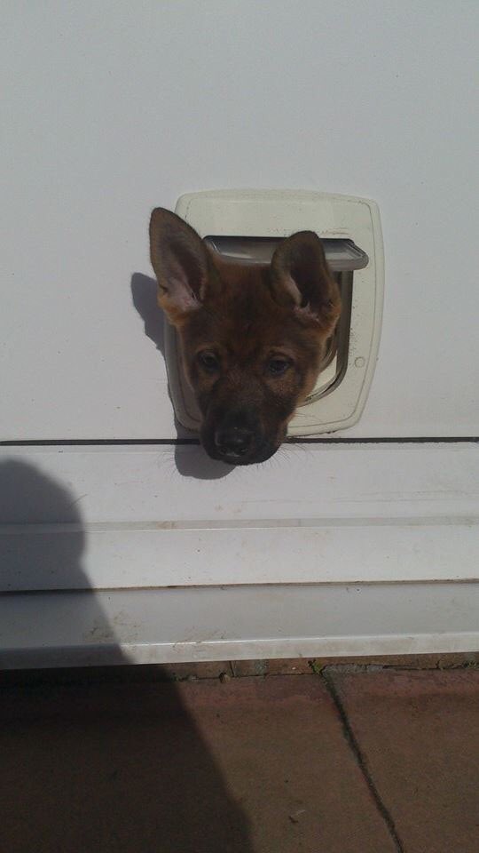 LadyLobby's tweet image. So before I head off to have our first born child today I have to wish our first police pup, the gorgeously handsome, mischievous monkey, PD Buddy (and all of B Litter) a very happy birthday. Loves ya Buds 😘 🐕 🐾 xx @DC_PoliceDogs