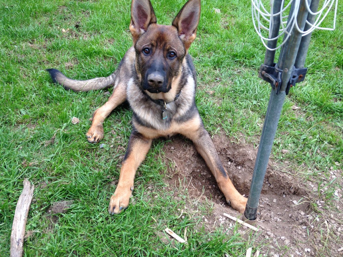 LadyLobby's tweet image. So before I head off to have our first born child today I have to wish our first police pup, the gorgeously handsome, mischievous monkey, PD Buddy (and all of B Litter) a very happy birthday. Loves ya Buds 😘 🐕 🐾 xx @DC_PoliceDogs