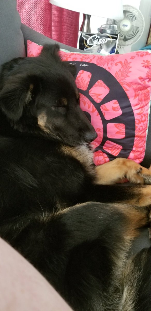LoudlySilent24's tweet photo. Please vote for Koda in the link in the quoted tweet :) he's the cutest little snugglebug
#rescuedog #shepherdmix #puppylove #findingthemhomes #OSPCA #iAdopt #AdoptDontShop https://t.co/13j5NIHijt