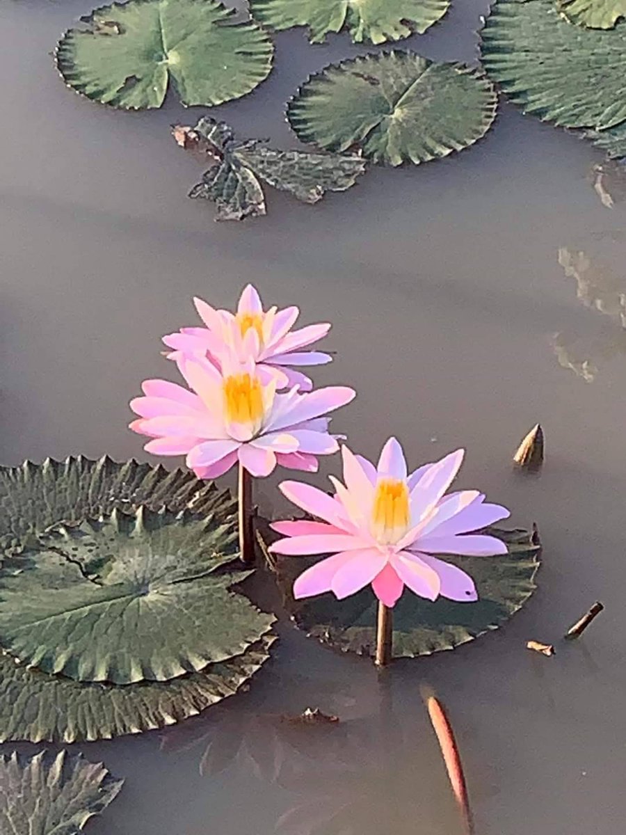 DPangjan's tweet photo. สวัสดีเช้าวันใหม่กับอากาศดีๆ https://t.co/7IuAKwluUF
