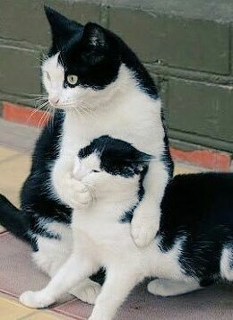 shownaise's tweet image. My daily #MAMAVOTE for #monstax goes to this no context tweet. If you see this, you are required to RT to contribute to your daily vote, and reply this tweet with no context MX and hashtags 🤪🤭