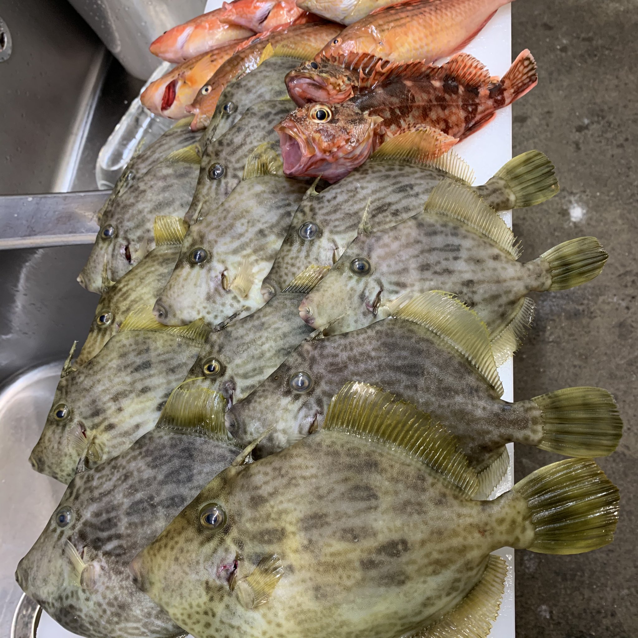 居酒屋 まち 月曜日 店主は平目狙い予定でしたが 海の状況が悪く カワハギ釣りに変更 少し釣ってきましたよー 肝パンです ﾟ ﾟ ﾟ 皆さまのお越しをお待ちしております 居酒屋まち 釣果 釣り料理 鮮魚刺身 中野南口 カワハギ 肝