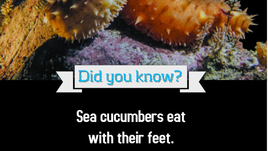 WikiTravelInfo's tweet photo. Did you know?

#Sea #cucumber #Ocean #Water #Seaanimals #Animals #Wateranimals #Facts #didyouknow #Factofday #Dayfact #WikiTravel #health #healthy #Life #couple #trip #InternationalMensDay #family https://t.co/8w7CSGySvl