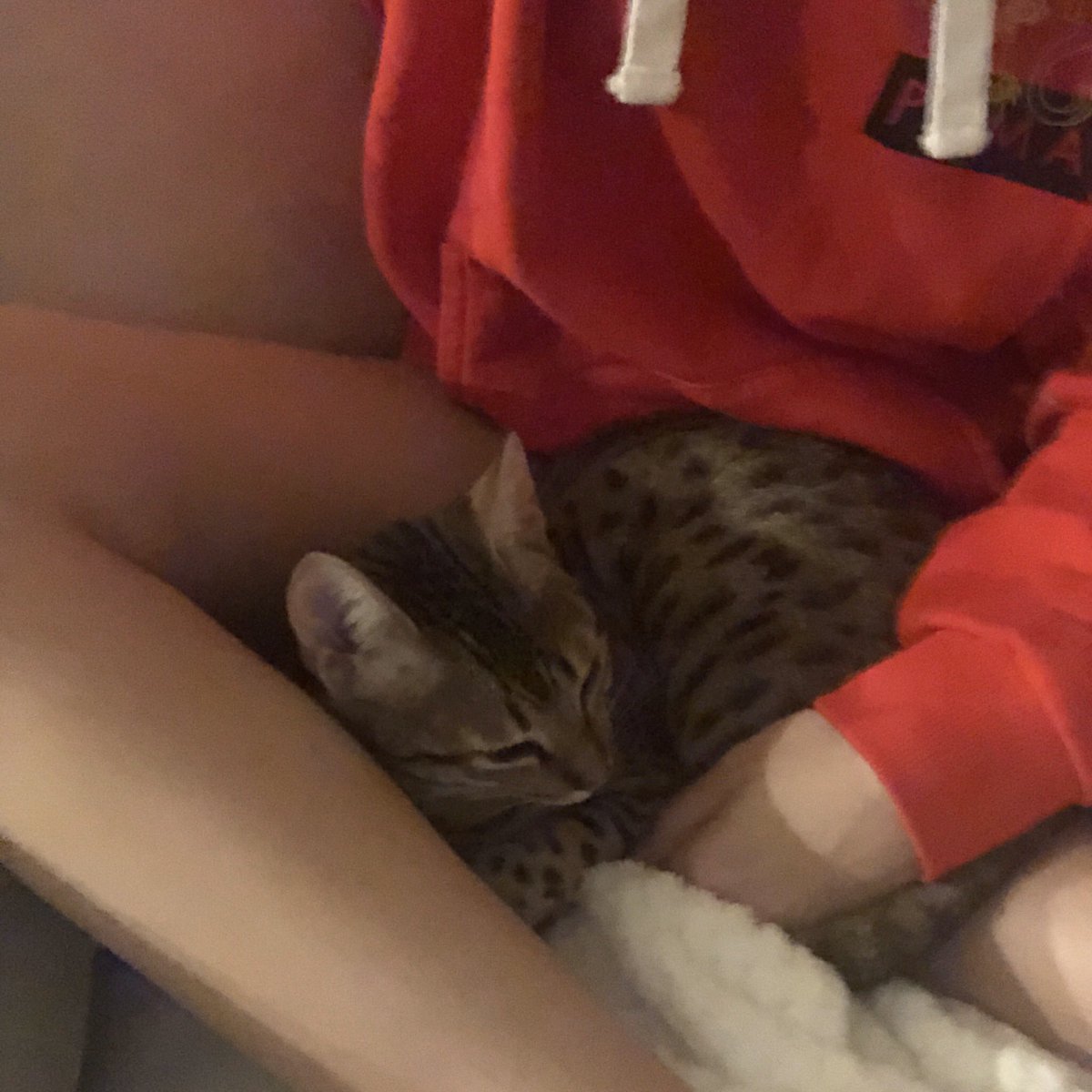 Kalel 🐱 tweet media