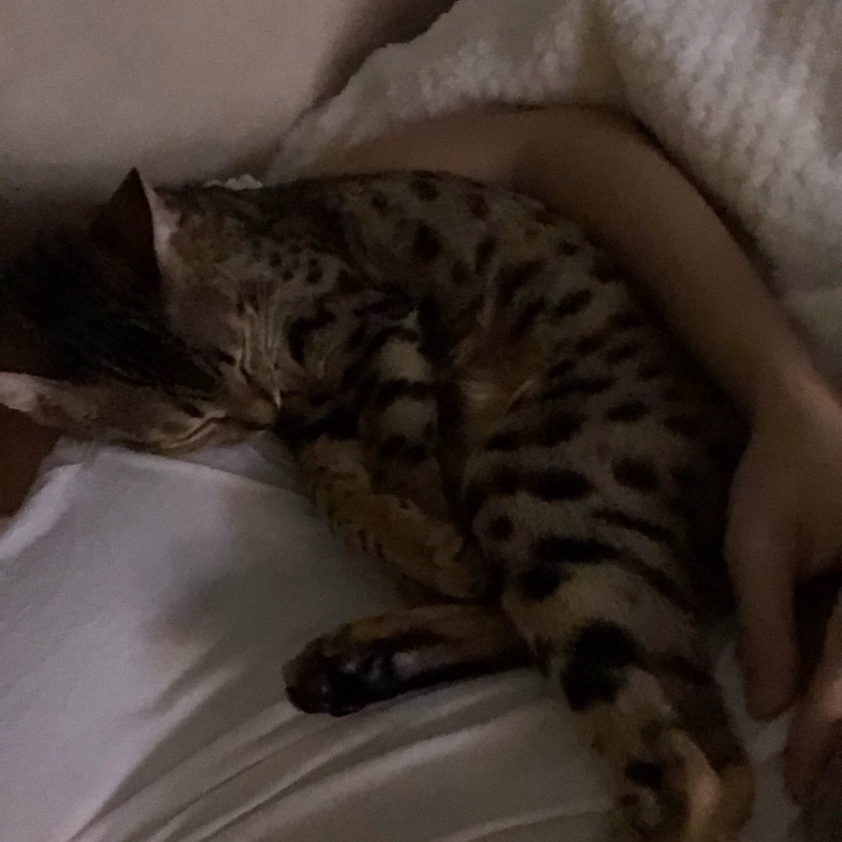 Kalel 🐱 tweet media