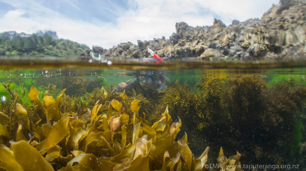 Celebrated #TaputerangaMarineReserve &amp; start of summer dive and snorkel season with the #2019BigDive. Great turnout! Support the #FriendsofTaputerangaMarineReserve by becoming a member bit.ly/2r1DBK3.
More photos on Facebook bit.ly/2KCB8N4