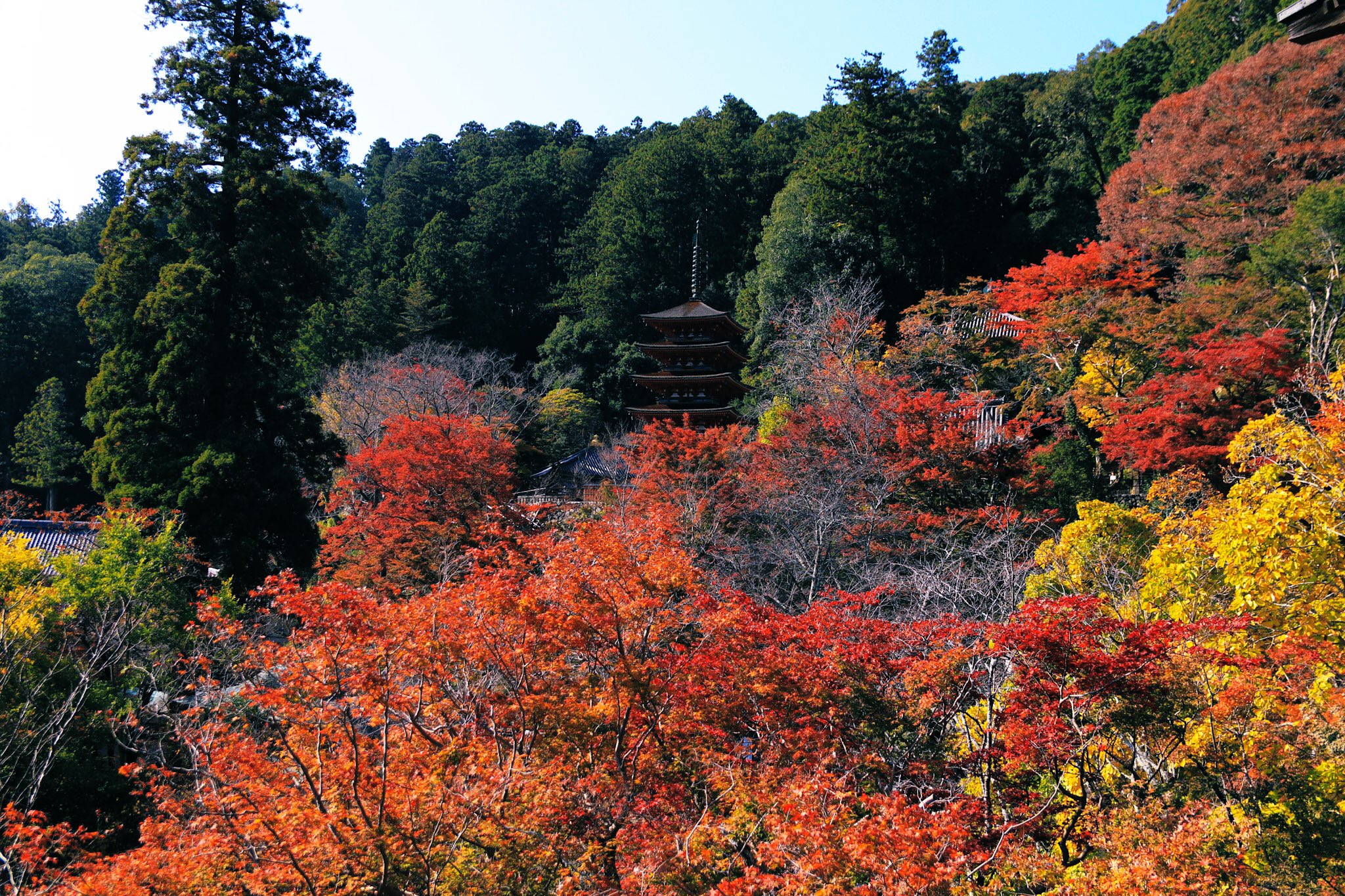 Sara 不具合発生中 長谷寺 奈良県 長谷寺 紅葉 T Co Txpnw8tid6 Twitter