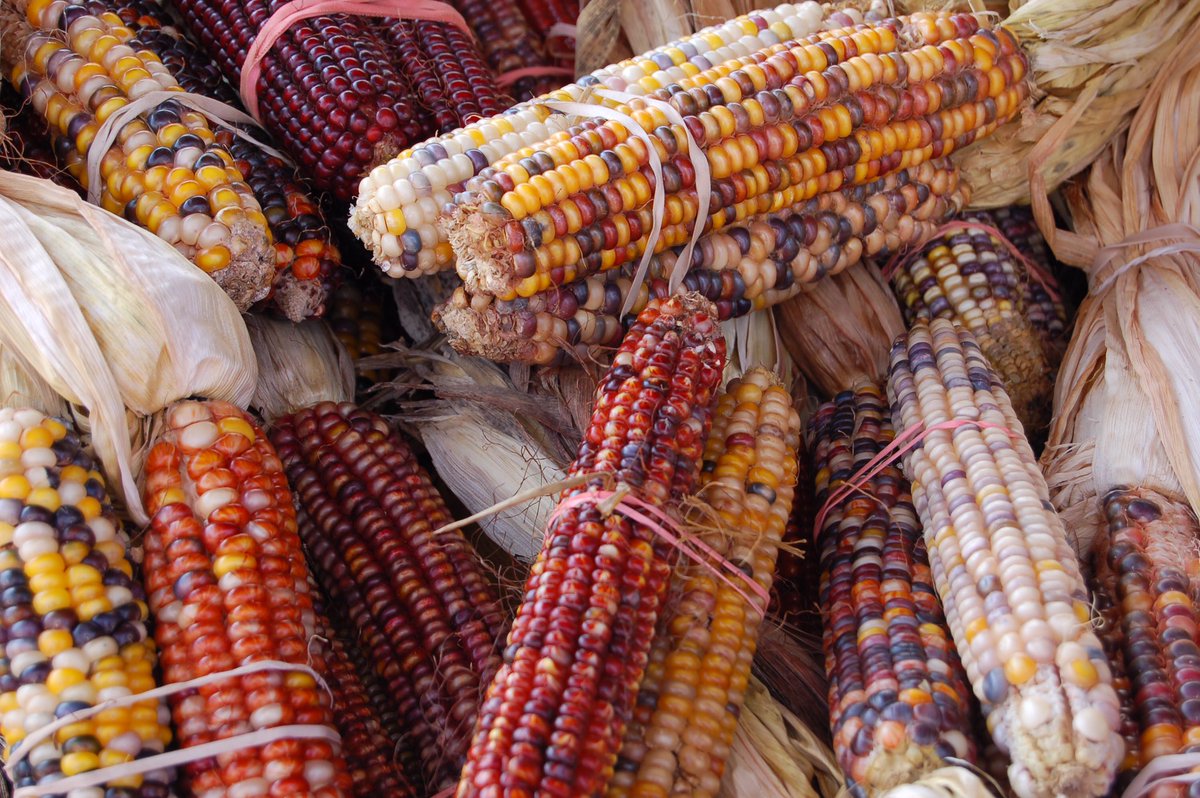 RewildingKate's tweet photo. Barbara McClintock discovered transposable elements (jumping genes) when experimenting with color mutations of maize kernels in the 1940s. Being a female geneticist, she received little recognition until she was finally awarded the Nobel Prize in 1983. #WomenInScience #2019EBE https://t.co/onTAv1eI6D