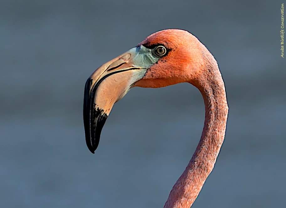 Aruba Birdlife Conservation (@BirdlifeAruba) / Twitter